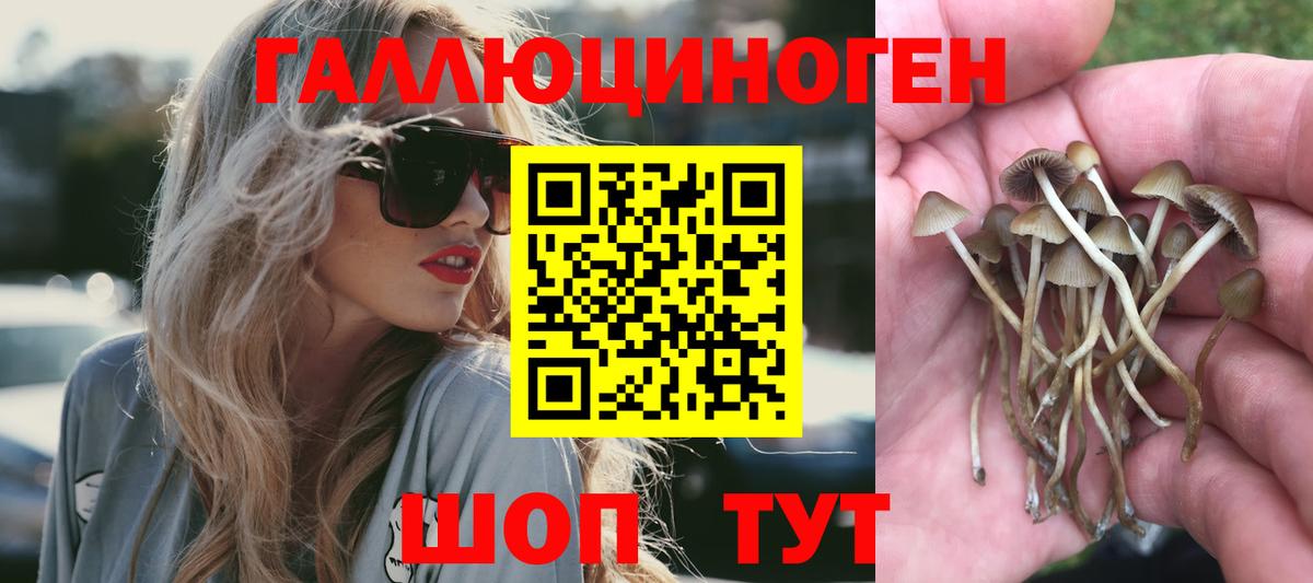 Тавда  Галлюциногенные грибы Cubensis  Вход с VPN  Псилоцибиновые грибы Cubensis 